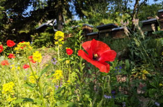 CONTAO_NATURE_THEME_Biene_auf_dem_Heimweg