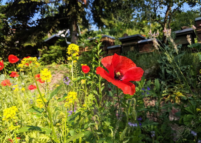 CONTAO_NATURE_THEME_Biene_auf_dem_Heimweg